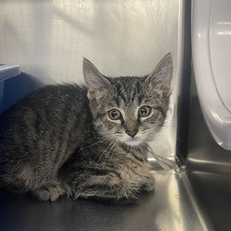 A baby small-sized male Brown / Chocolate Domestic Short Hair cat named Seasmoke for adoption in Mentor, OH