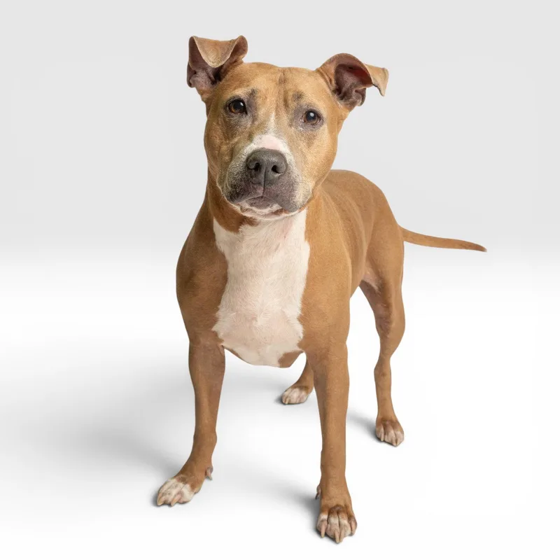 An adult medium-sized female Pit Bull Terrier dog named Bailey for adoption in Richardson, TX