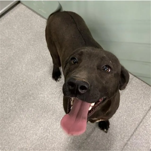 A young large-sized female Labrador Retriever dog named Puma for adoption in Lincolnton, NC