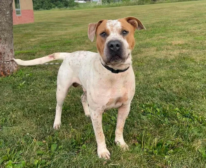 An adult large-sized male White / Cream Catahoula Leopard Dog dog named Charlie for adoption in Maryville, MO