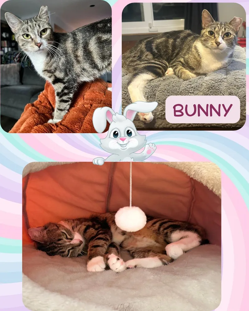 A young medium-sized female Tabby (Gray / Blue / Silver) Domestic Short Hair cat named Bunny for adoption in Bronx, NY