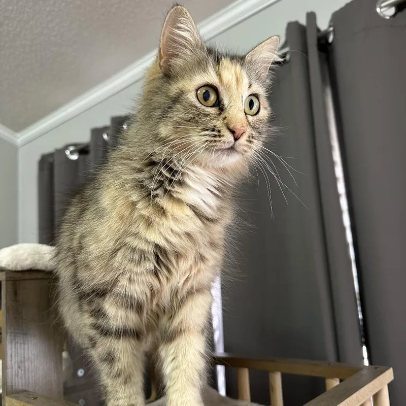 An adult medium-sized female Calico Domestic Medium Hair cat named Salted Caramel for adoption in Inman, SC
