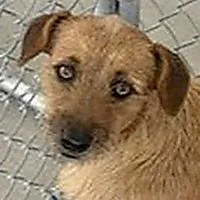 Cece URGENT