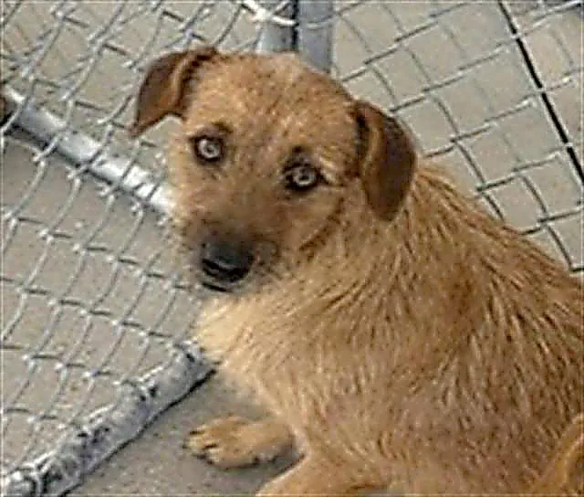 Cece  URGENT  thumbnail 2