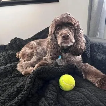 An adult small-sized male Brown / Chocolate Cocker Spaniel dog named Georgie for adoption in Alma, WI