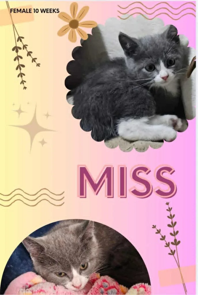 A baby small-sized female Domestic Short Hair cat named Miss for adoption in Blountville, TN