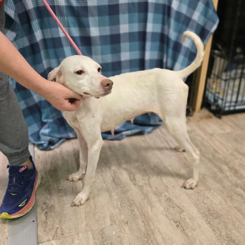 A young medium-sized female White / Cream Hound dog named Magnolia for adoption in Hinesville, GA