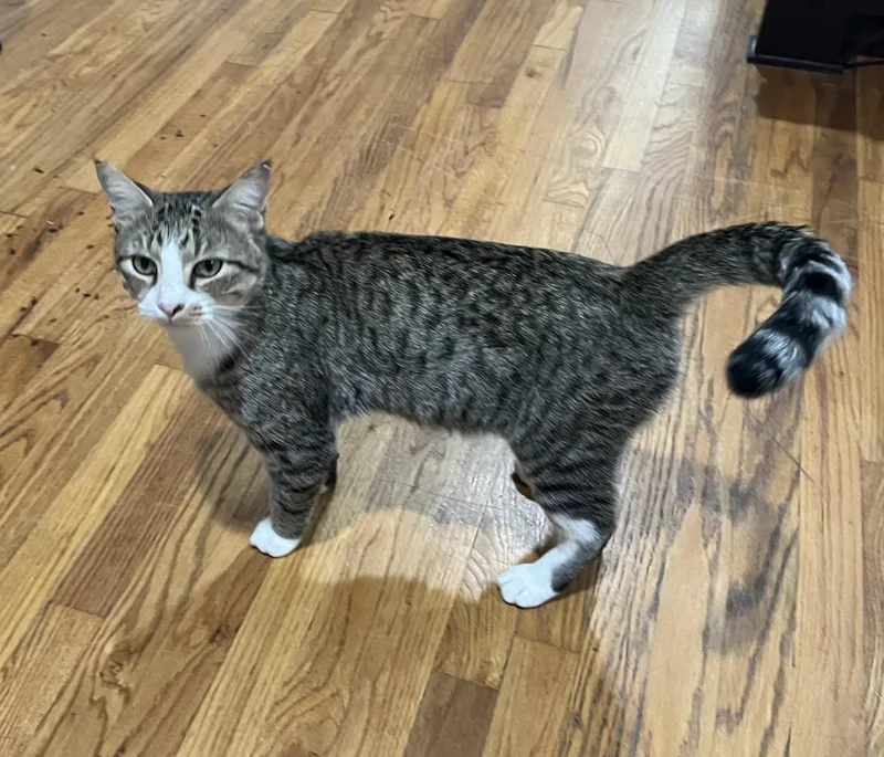 A young medium-sized male Tabby (Gray / Blue / Silver) Tabby cat named Houston for adoption in Flint, TX