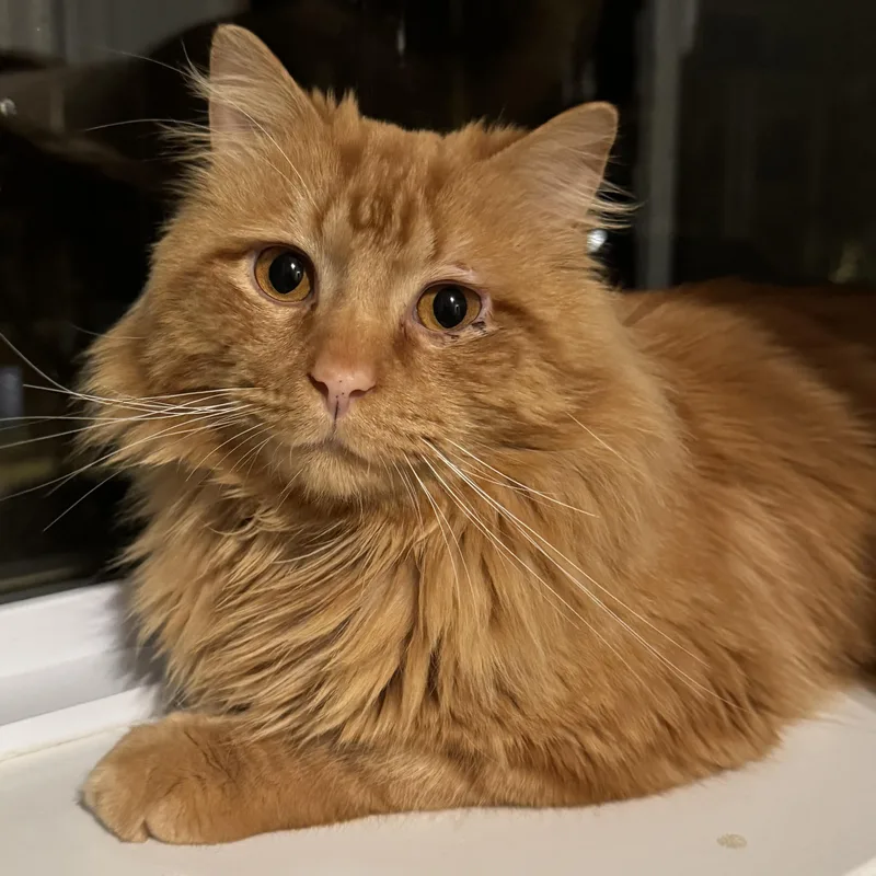 A young large-sized male Tabby (Orange / Red) Domestic Long Hair cat named Sparky for adoption in Chicago, IL
