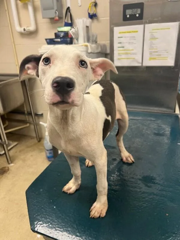 An adult medium-sized male Gray / Blue / Silver Mixed Breed dog named Chopper for adoption in Mobile, AL