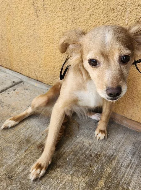 A young small-sized female Chihuahua dog named Betty for adoption in San Antonio, TX