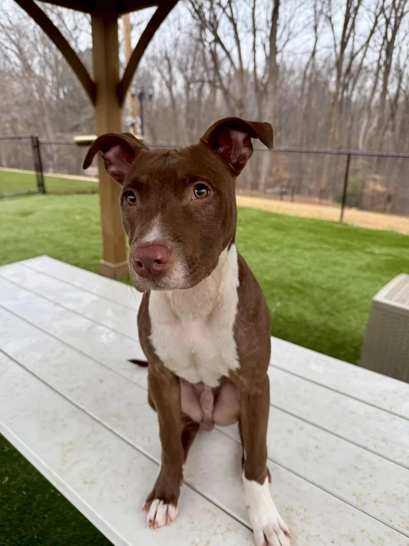 Princeton thumbnail 3