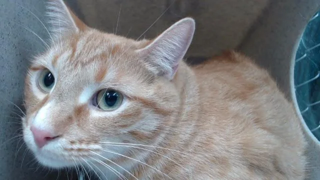 A young medium-sized male Domestic Short Hair cat named Pumpkin for adoption in Downey, CA