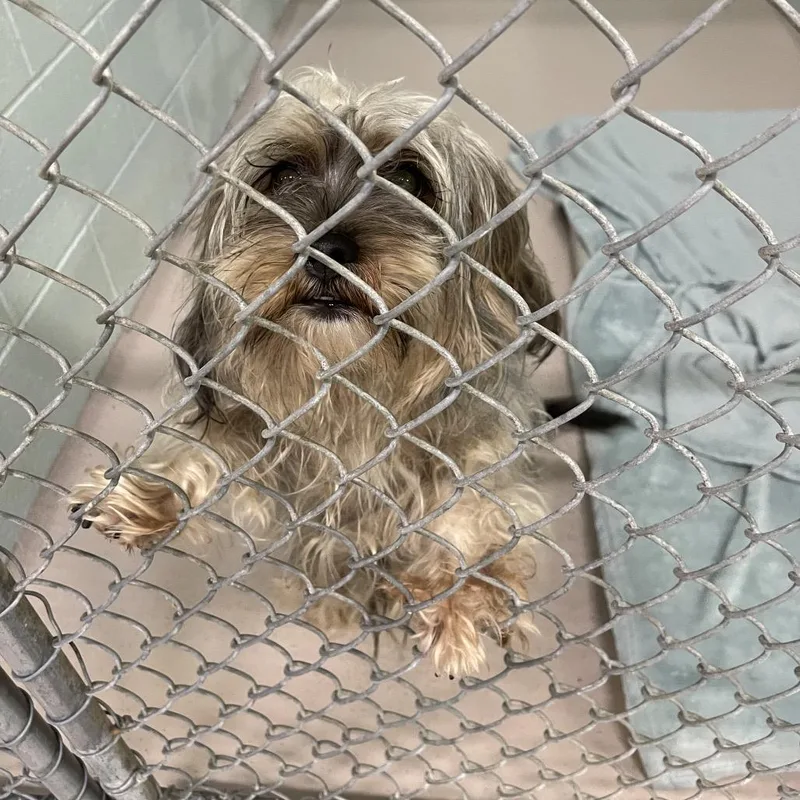 A baby small-sized male Mixed Breed dog named Gadget for adoption in Newark, NJ