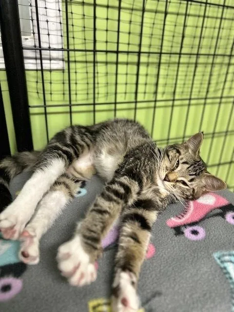 A baby small-sized female Domestic Short Hair cat named Georgia @Whisker Room Cafe for adoption in Muskegon, MI