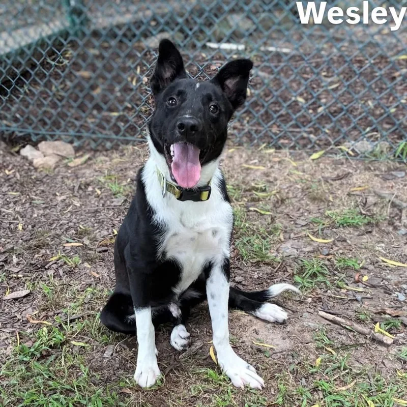 Wesley