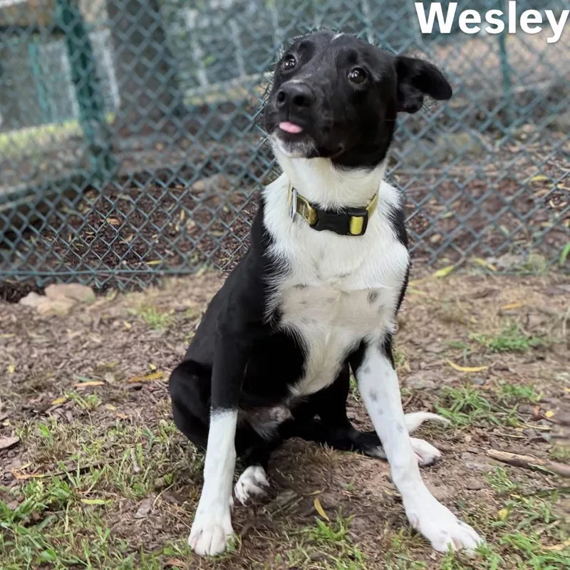 Wesley thumbnail 3