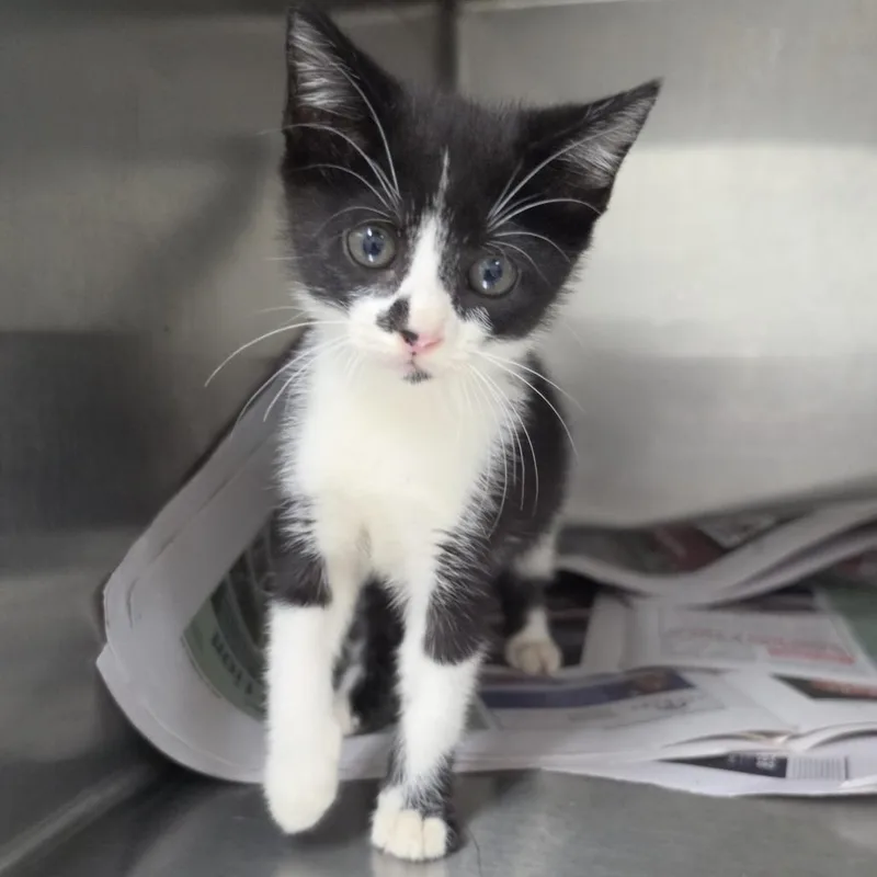 A baby small-sized female Black Domestic Short Hair cat named Judy for adoption in Ardmore, OK