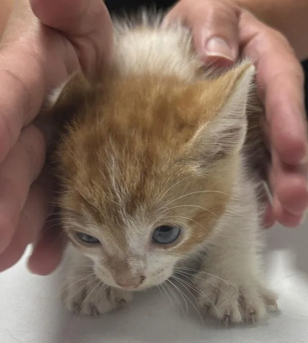 A baby small-sized male Domestic Short Hair cat named Pen for adoption in Lawrenceville, GA