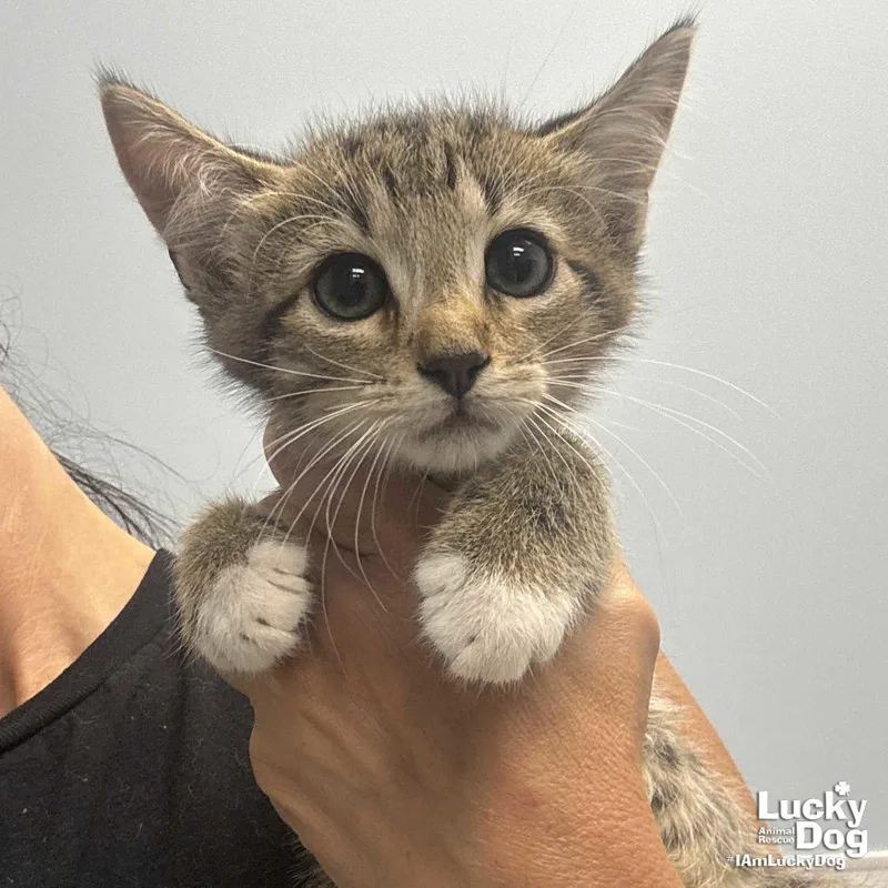 A baby medium-sized male Domestic Short Hair cat named Billy for adoption in Washington, DC