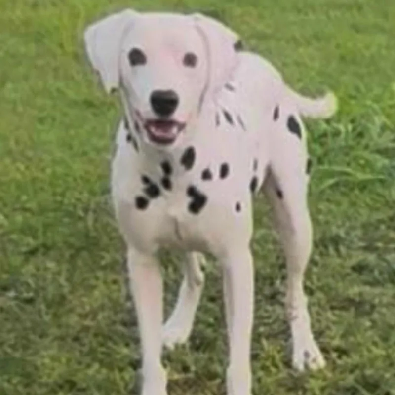 An adult medium-sized male Dalmatian dog named Coco for adoption in Englewood, FL
