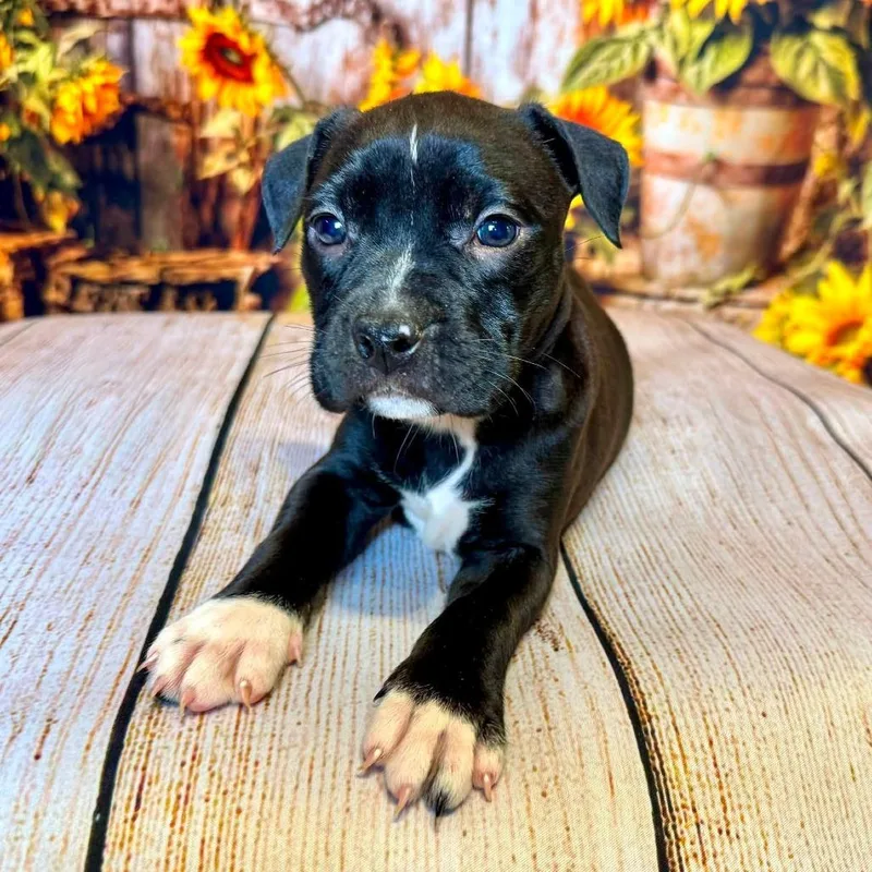Trixie
