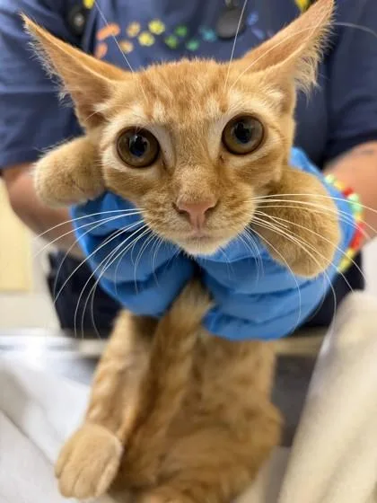 A baby small-sized male Domestic Short Hair cat named Maluma for adoption in Honolulu, HI