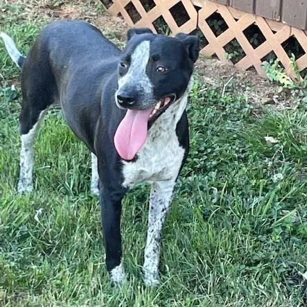 An adult medium-sized female Black Mixed Breed dog named Dixie Rose for adoption in Lenoir, NC