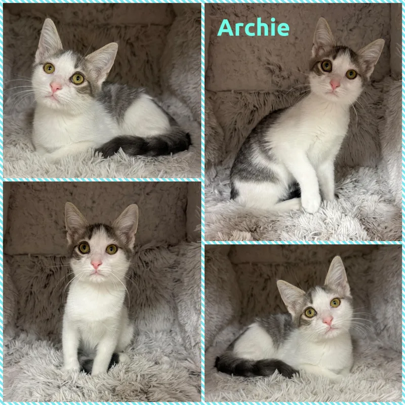 A baby small-sized male Tabby (Gray / Blue / Silver) Domestic Short Hair cat named Archie for adoption in Louisville, KY