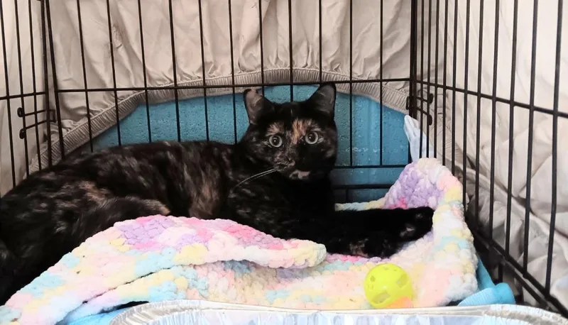 A young medium-sized female Domestic Short Hair cat named Silvia for adoption in New Braunfels, TX