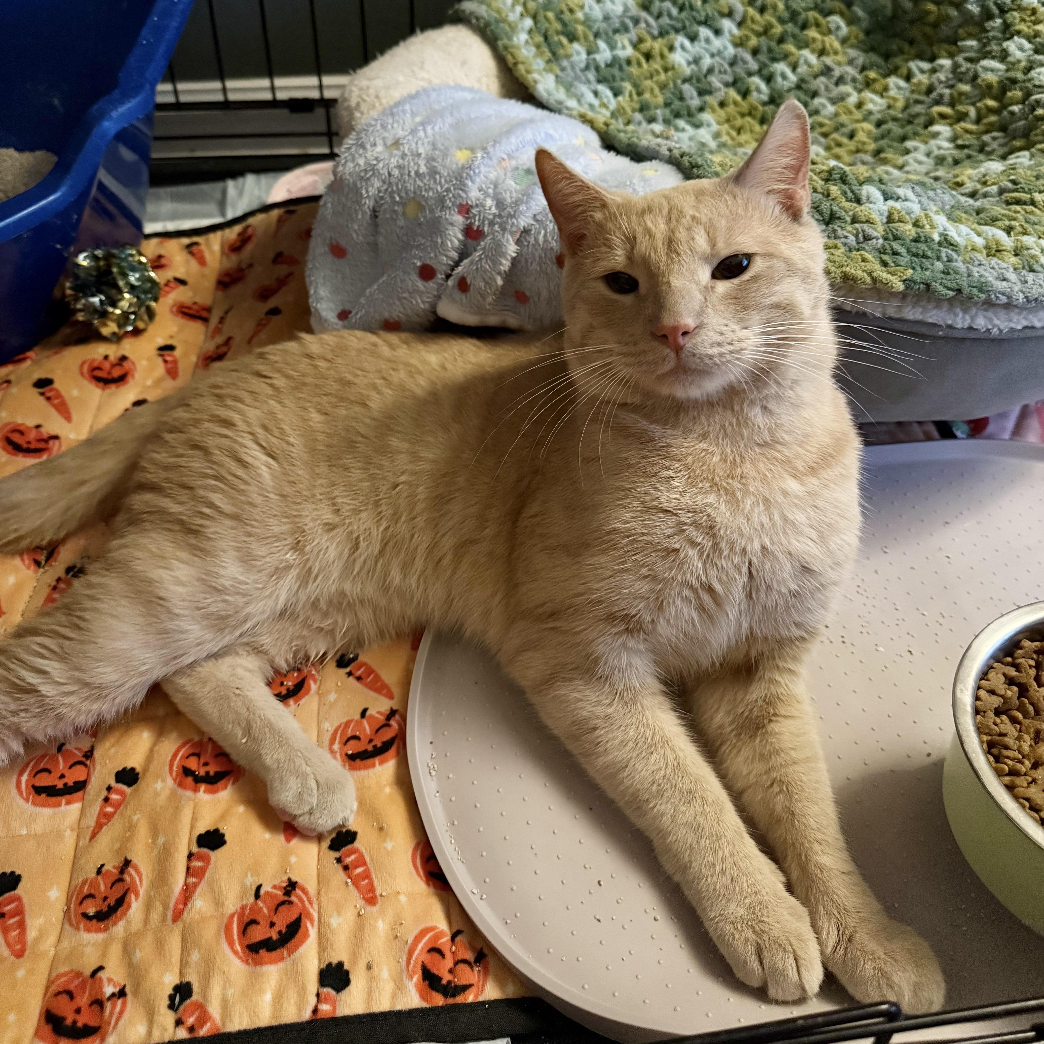 A baby medium-sized male Buff / Tan / Fawn Domestic Short Hair cat named Tahini for adoption in Richmond, VA