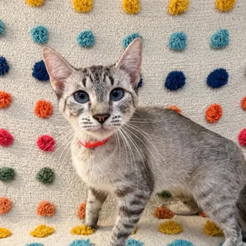 A young medium-sized female Gray / Blue / Silver Domestic Short Hair cat named Valeria for adoption in Buffalo, MN