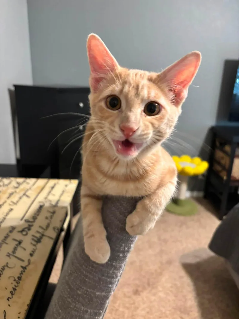 A young medium-sized male Buff / Tan / Fawn Domestic Short Hair cat named Funyun for adoption in Midland, TX