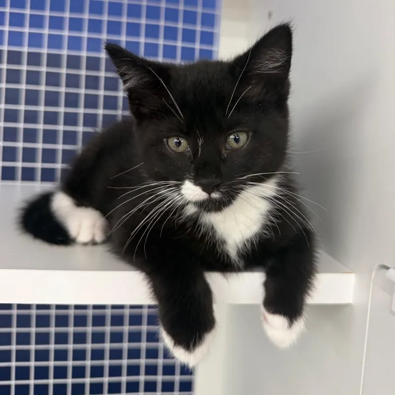 A baby small-sized male Black Domestic Medium Hair cat named Fiddlehead for adoption in Danbury, CT
