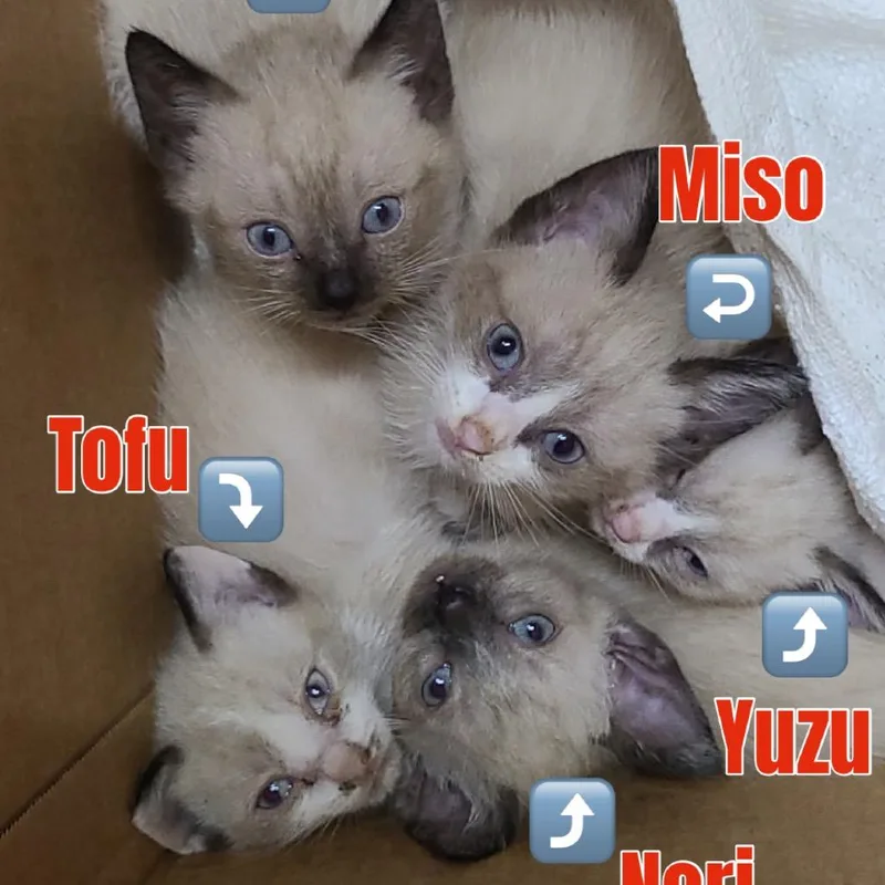 Miso thumbnail 2