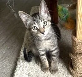 A baby medium-sized male Tabby (Brown / Chocolate) Domestic Short Hair cat named Knox for adoption in Battle Creek, MI
