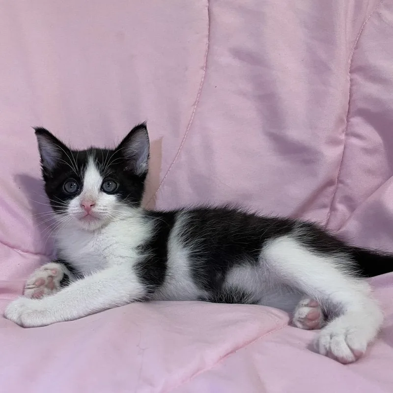 A baby small-sized male Black Domestic Short Hair cat named Avatar for adoption in Tucson, AZ