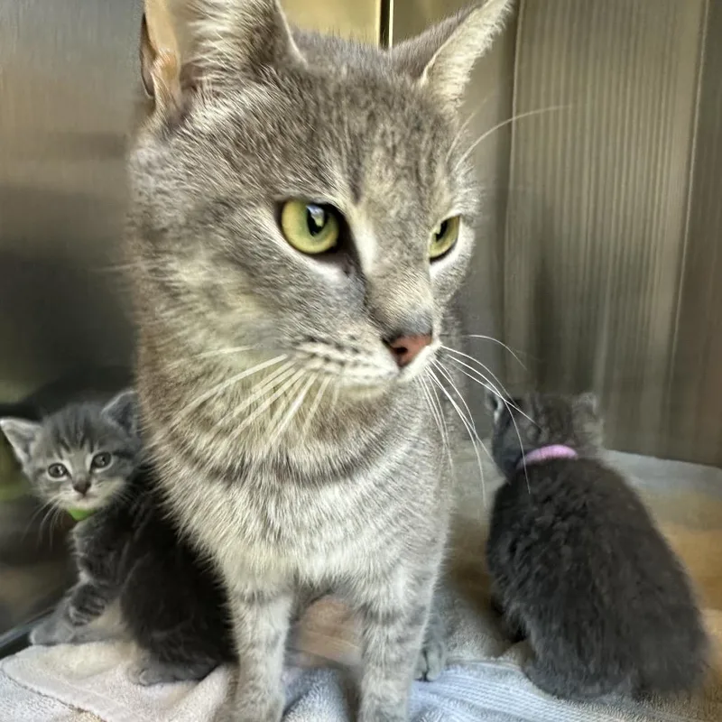 An adult medium-sized female Gray / Blue / Silver Domestic Short Hair cat named Pitter Patter for adoption in Greensboro, NC