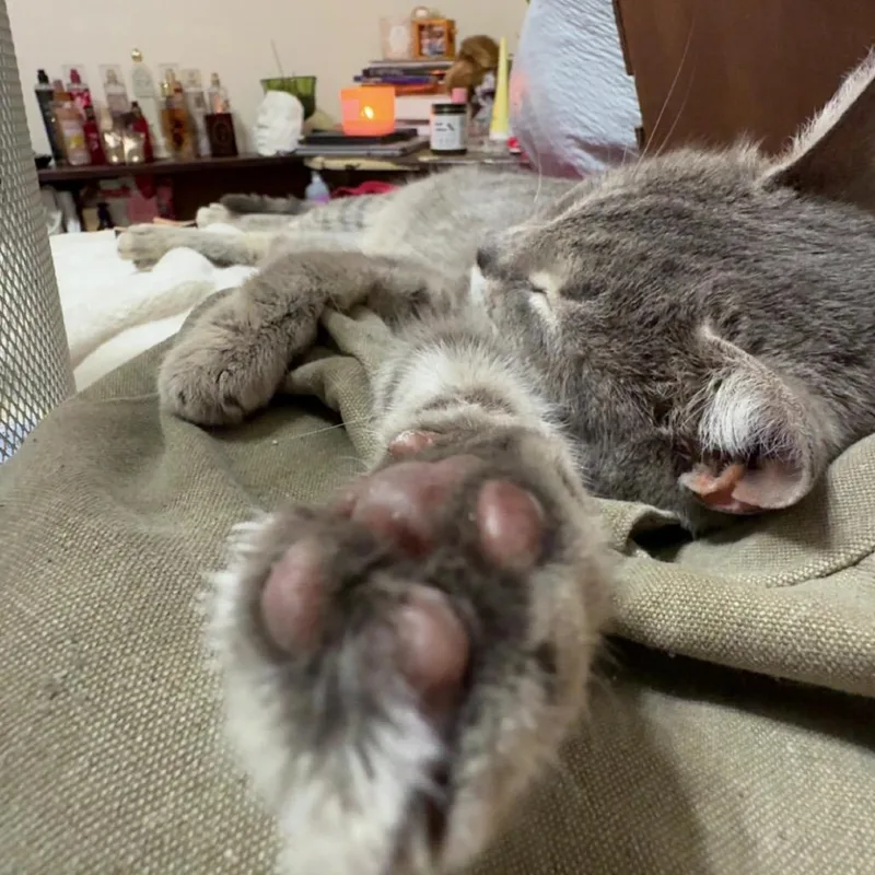 Pitter Patter thumbnail 2