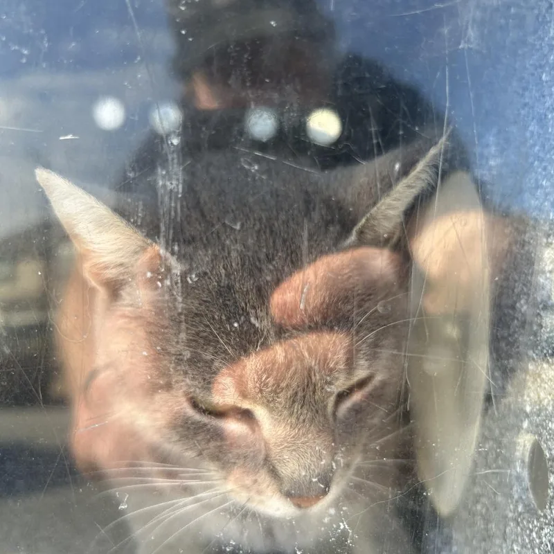 Pitter Patter thumbnail 3