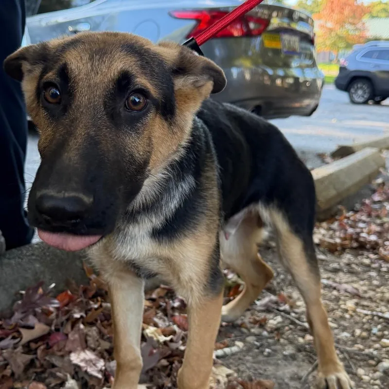 A baby large-sized male Sable German Shepherd Dog named Mighty for adoption in Waldorf, MD