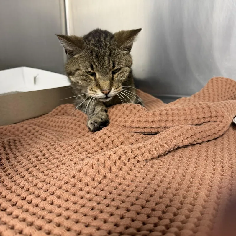 A young medium-sized female Domestic Short Hair cat named Whale for adoption in Perkiomenville, PA