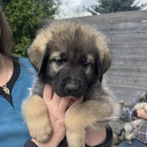 A baby extra large-sized male Sable Anatolian Shepherd dog named Jake for adoption in Lincolnshire, IL