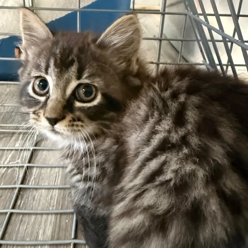 A baby small-sized female Domestic Medium Hair cat named Vivienne for adoption in Ewing, NJ