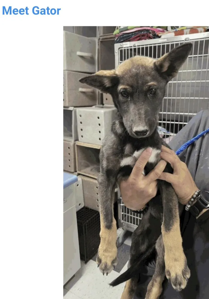 A baby medium-sized male Husky dog named Gator for adoption in Salt Lake City, UT