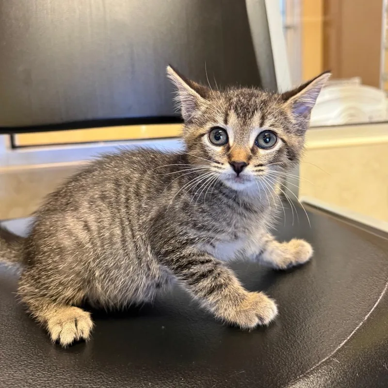 A baby small-sized male Gray / Blue / Silver Domestic Short Hair cat named Gaston for adoption in Naples, FL