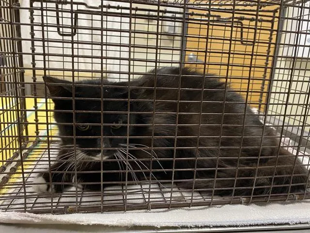 A young large-sized female Domestic Short Hair cat named A for adoption in Modesto, CA