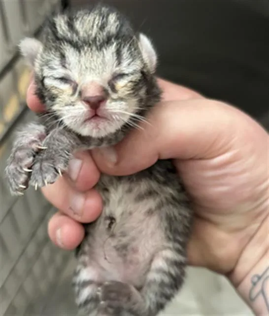 A baby medium-sized male Domestic Short Hair cat named Boy for adoption in Houston, TX