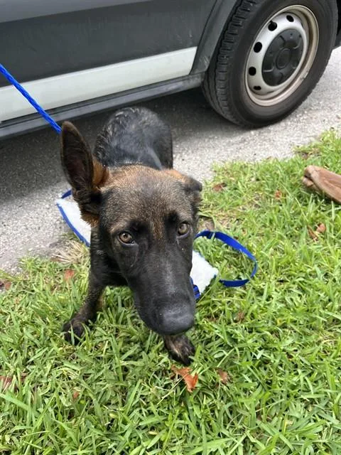A baby medium-sized male Dutch Shepherd dog named Max for adoption in Miami, FL