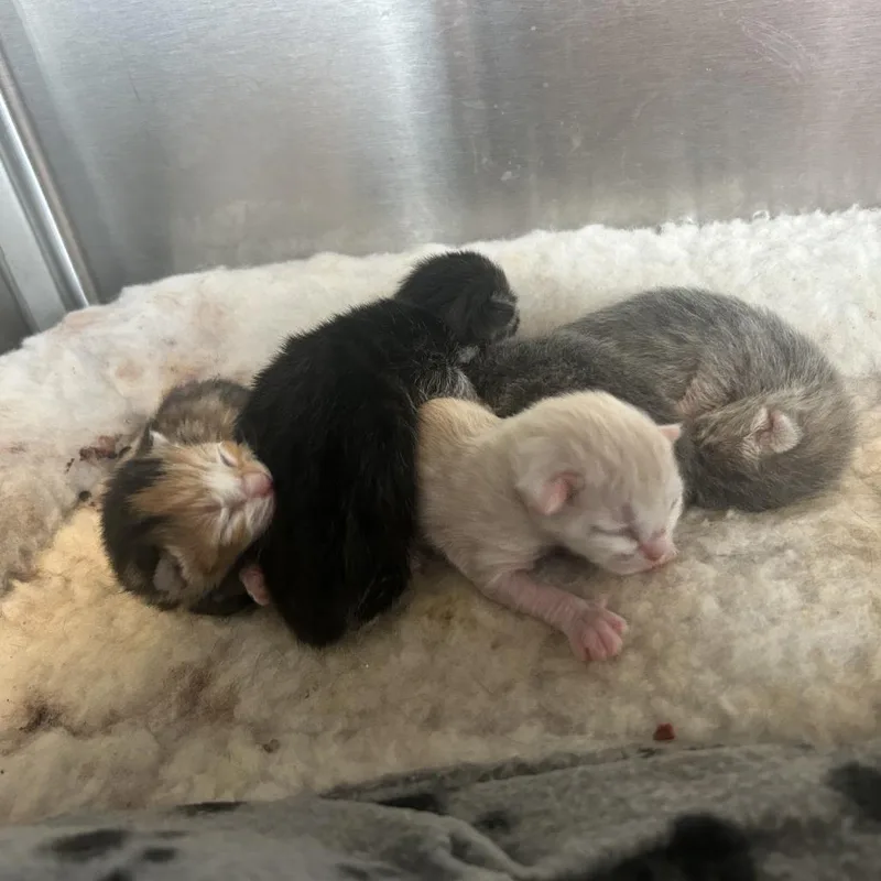 A baby small-sized female Black Domestic Medium Hair cat named Marlowe for adoption in Madisonville, TN